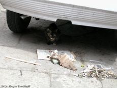 Sizilien (353 von 565).jpg